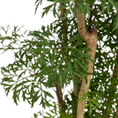 Ming aralia foliage detail showing lobed green leaflets clustered along reddish-brown shoots
