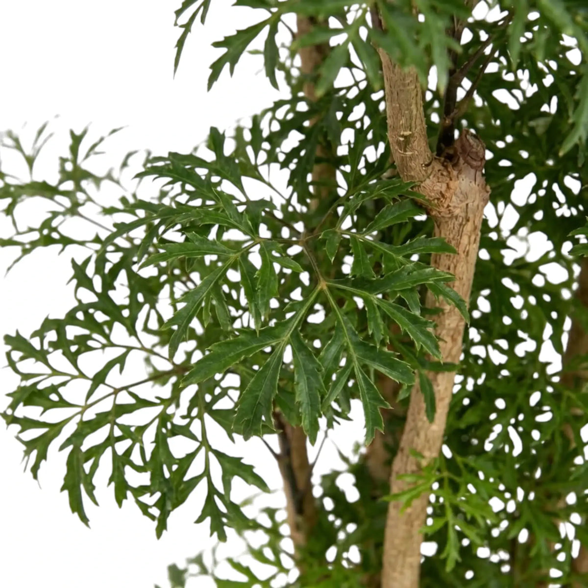 Ming aralia foliage detail showing lobed green leaflets clustered along reddish-brown shoots