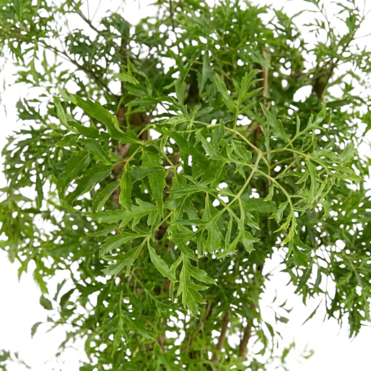 Close-up of Polyscias 'Ming' finely divided dark-green foliage with narrow irregular leaf segments