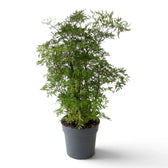 Ming aralia with a tall open crown of finely divided green leaves above a nursery pot