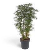Polyscias fruticosa 'Ming' showing multiple woody stems and dense finely cut green foliage