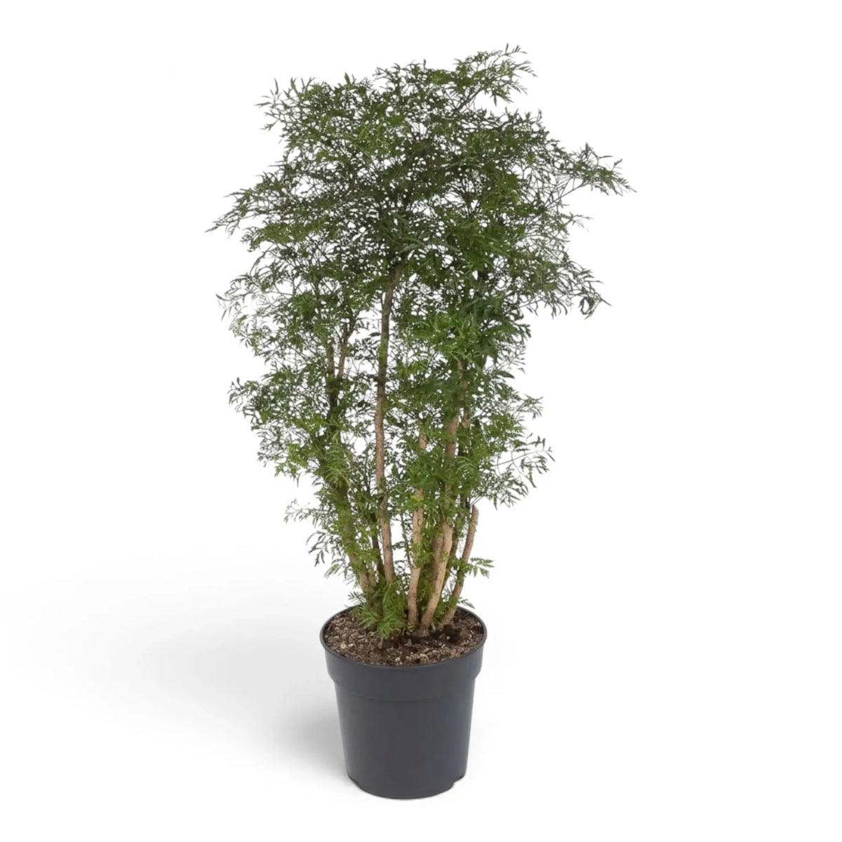 Polyscias fruticosa 'Ming' showing multiple woody stems and dense finely cut green foliage