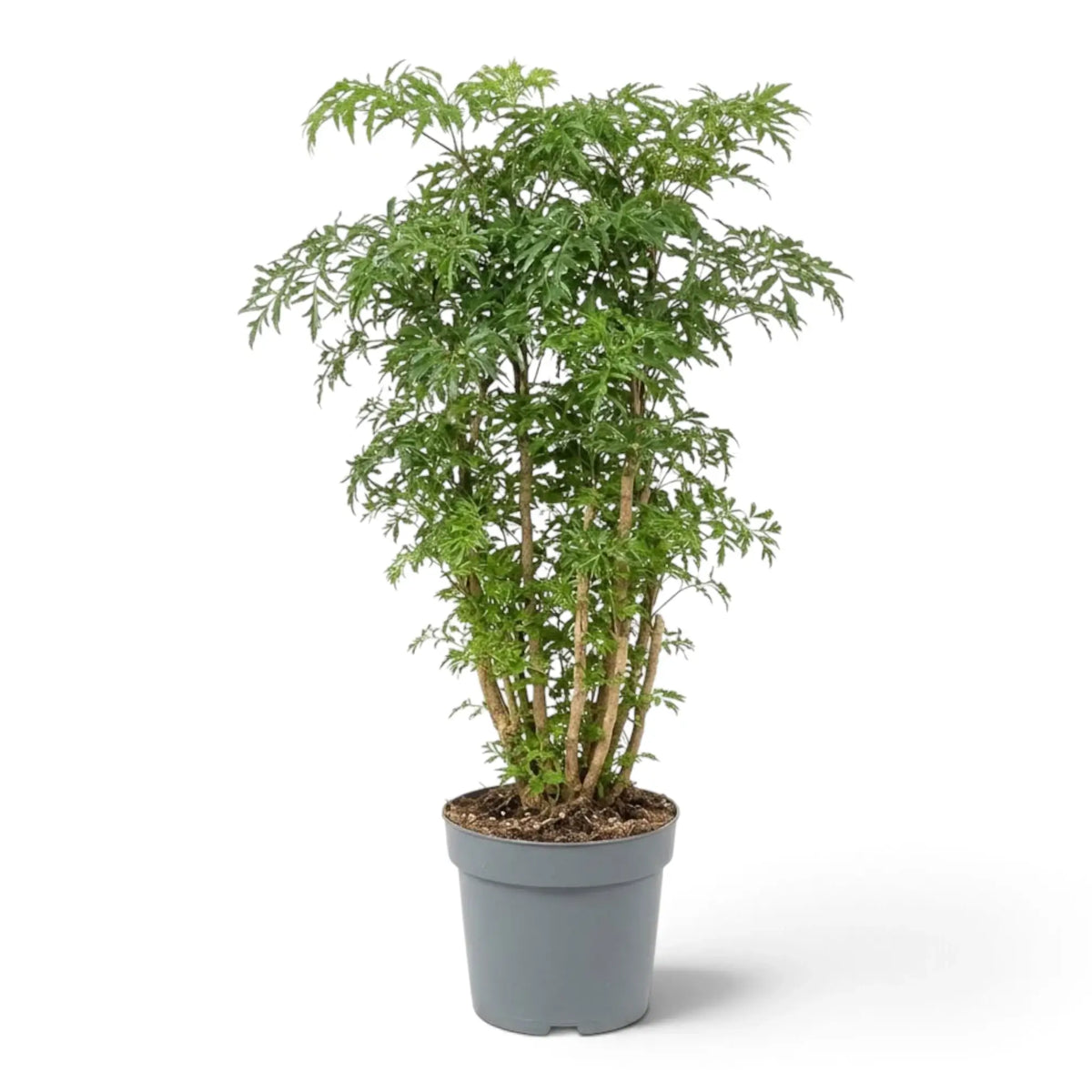Potted Ming aralia with upright branching and finely divided leaves forming an open crown