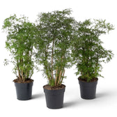 Polyscias 'Ming' showing upright woody growth with fine green leaflets concentrated near the shoot tips