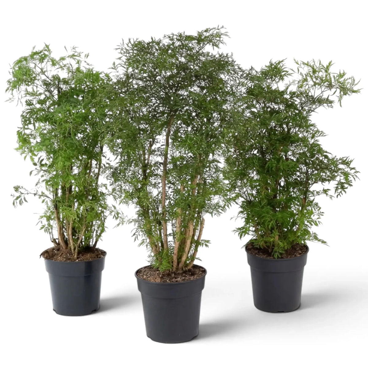 Polyscias 'Ming' showing upright woody growth with fine green leaflets concentrated near the shoot tips