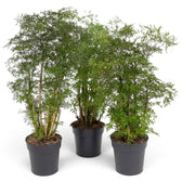 Potted Polyscias fruticosa 'Ming' with slender branching stems and clustered finely divided foliage