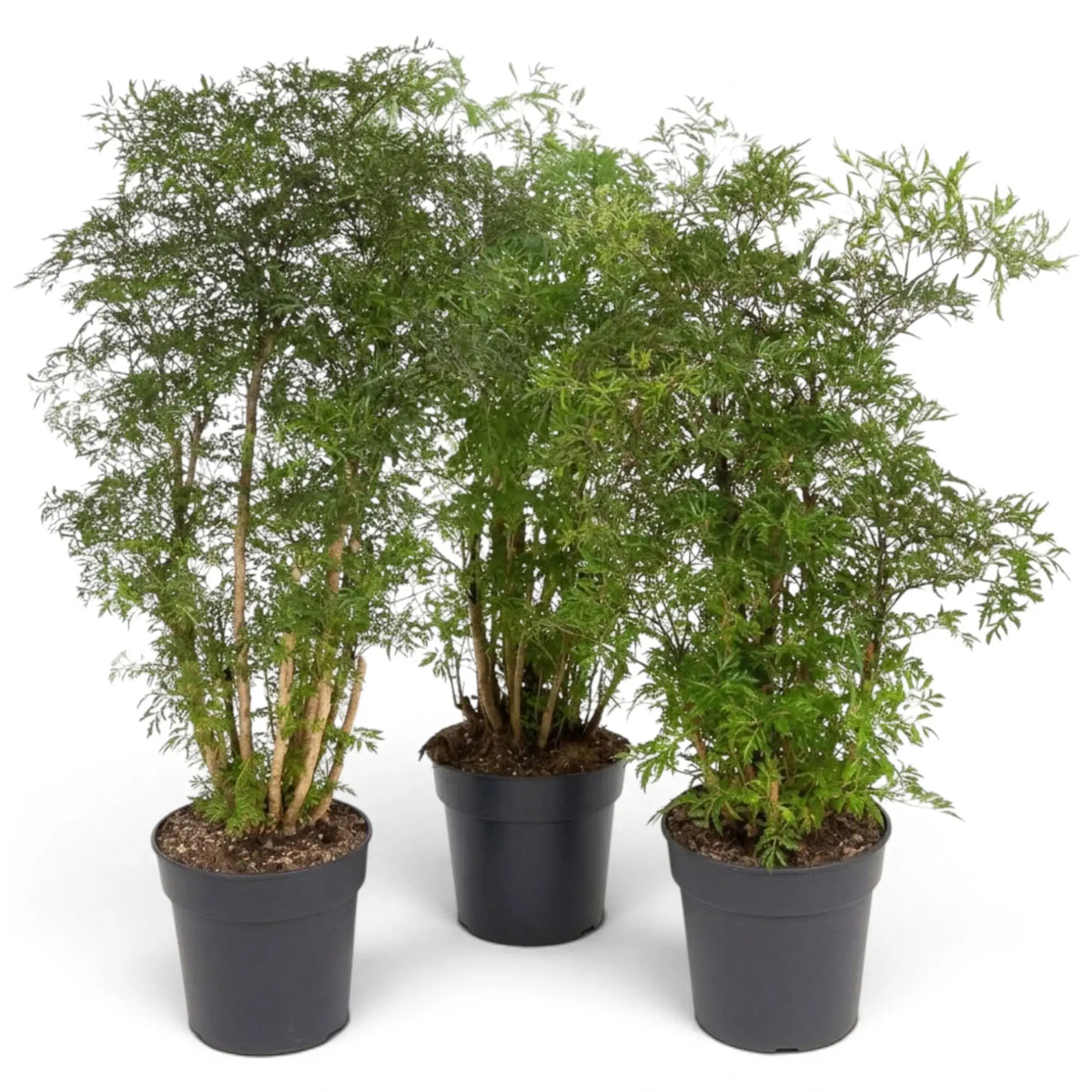 Potted Polyscias fruticosa 'Ming' with slender branching stems and clustered finely divided foliage
