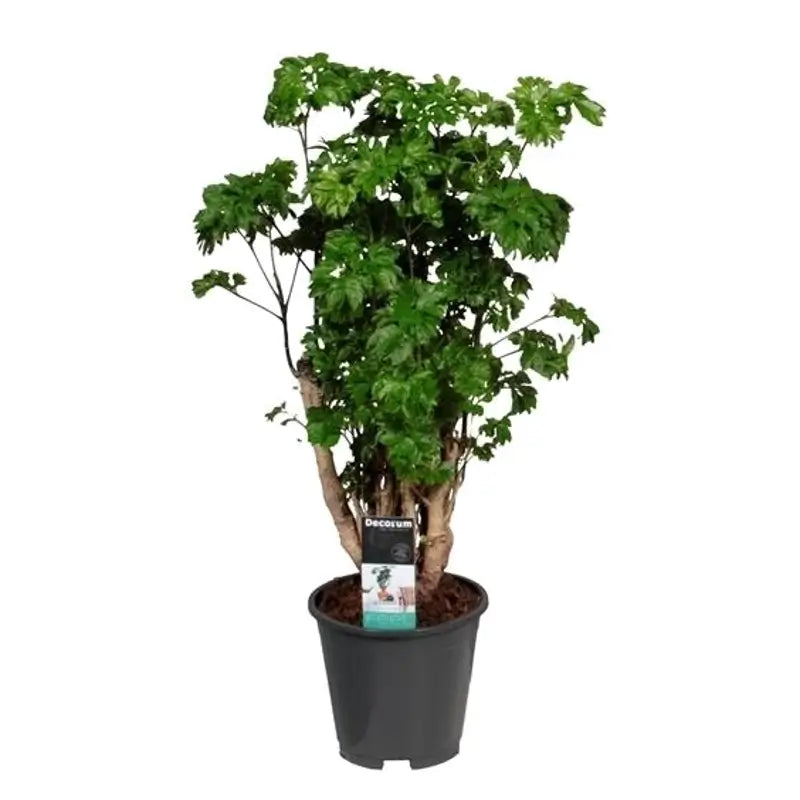 Polyscias guilfoylei 'Roble' potted plant in nursery pot on white background.