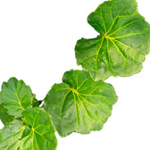 Polyscias pinnata ‘Green Lemon’ leaf detail on white background.
