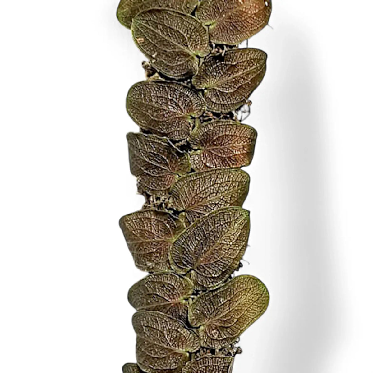Pothos barberianus – Blattdetail vor weißem Hintergrund..