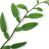 Pothos scandens leaf close-up on white background.