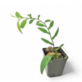 Pothos scandens potted plant in nursery pot on white background.