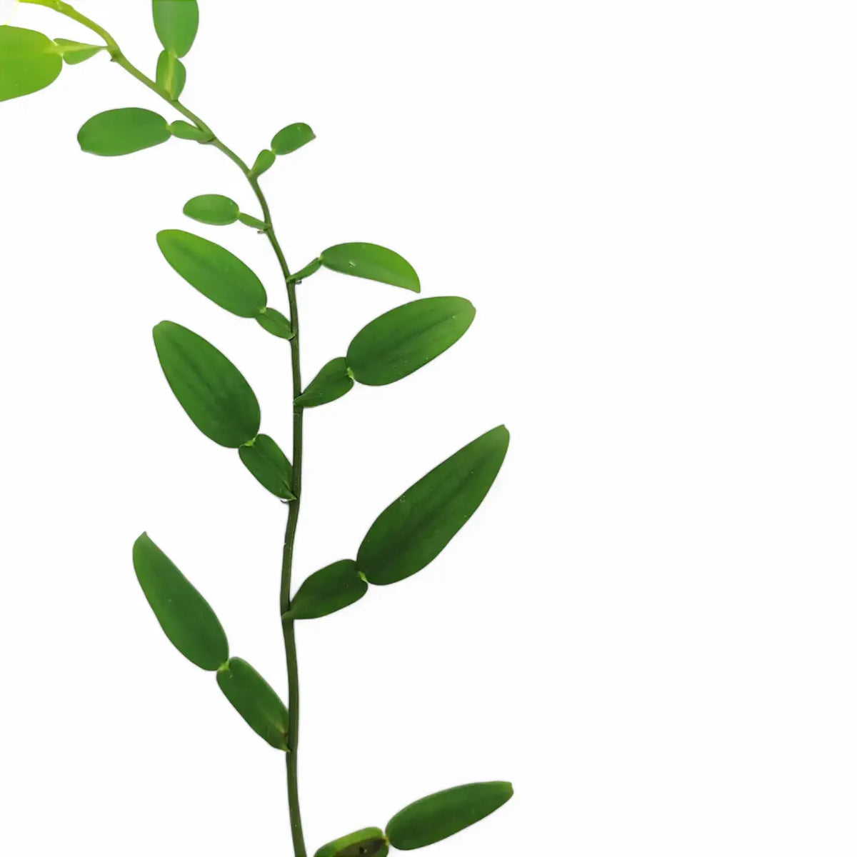 Pothos scandens potted plant in nursery pot on white background.