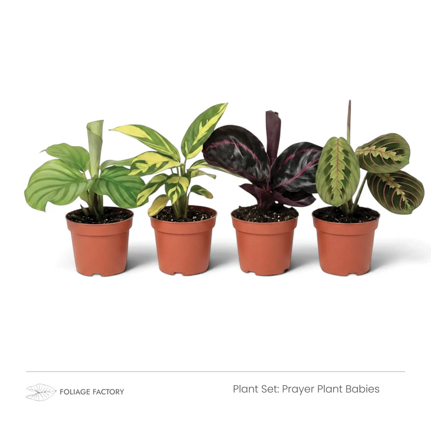 Pflanzenset Prayer Plant Babies: vier junge Pflanzen mit gemusterten Blättern nebeneinander in Kulturtöpfen