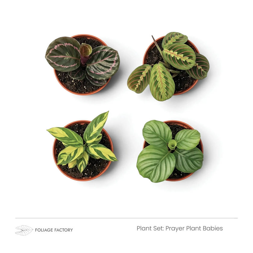 Pflanzenset Prayer Plant Babies: vier junge Pflanzen mit gemusterten Blättern, von oben