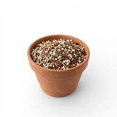 Terracotta pot with prayer plant soil mix on a white background