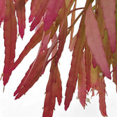 Pseudorhipsalis ramulosa subsp. ramulosa 'Red Coral' close-up of leaf on white background.
