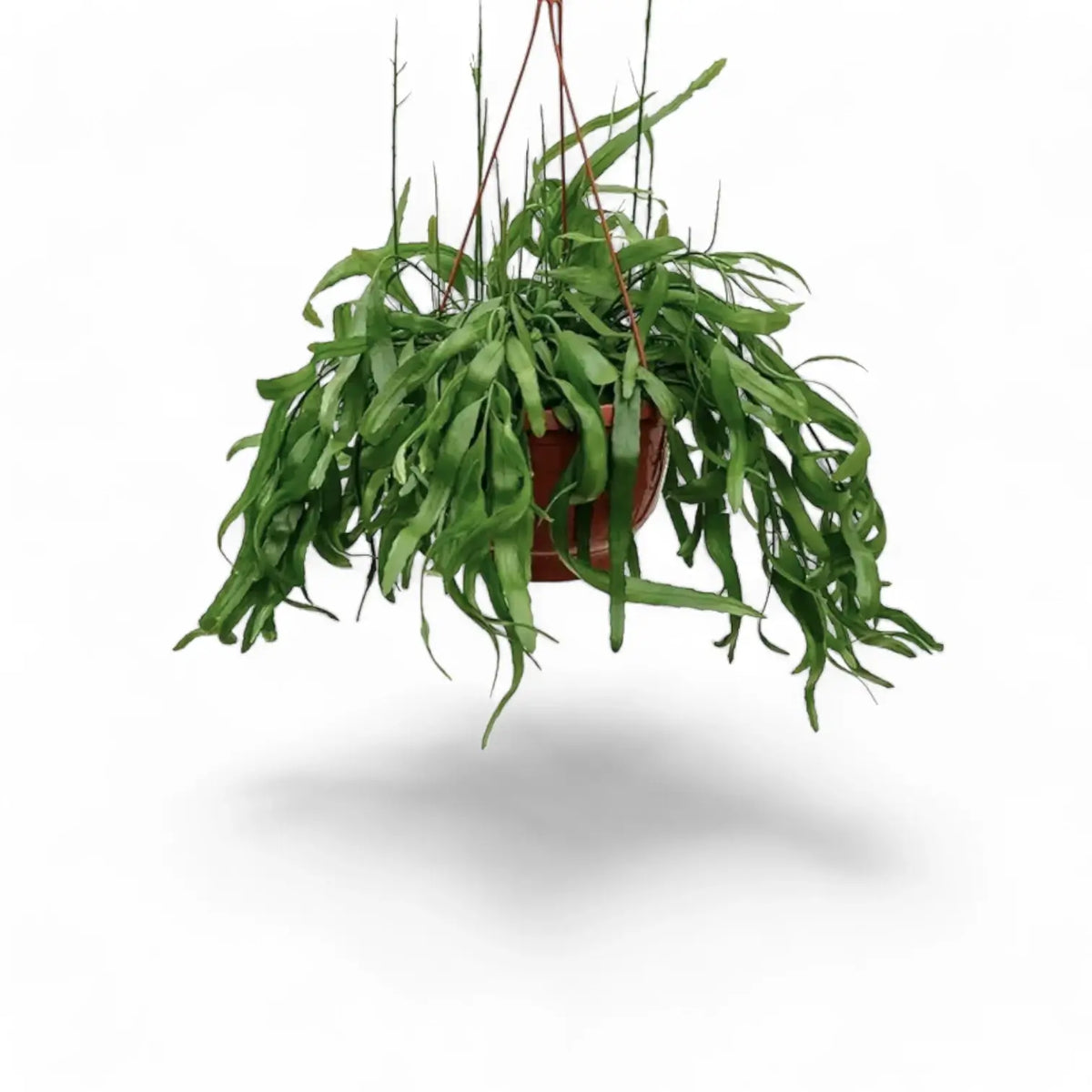 Pseudorhipsalis ramulosa subsp. ramulosa 'Red Coral' potted plant in nursery pot on white background.