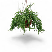 Pseudorhipsalis ramulosa subsp. ramulosa 'Red Coral' potted plant in nursery pot on white background.
