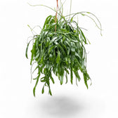 Pseudorhipsalis ramulosa subsp. ramulosa 'Red Coral' potted plant in nursery pot on white background.