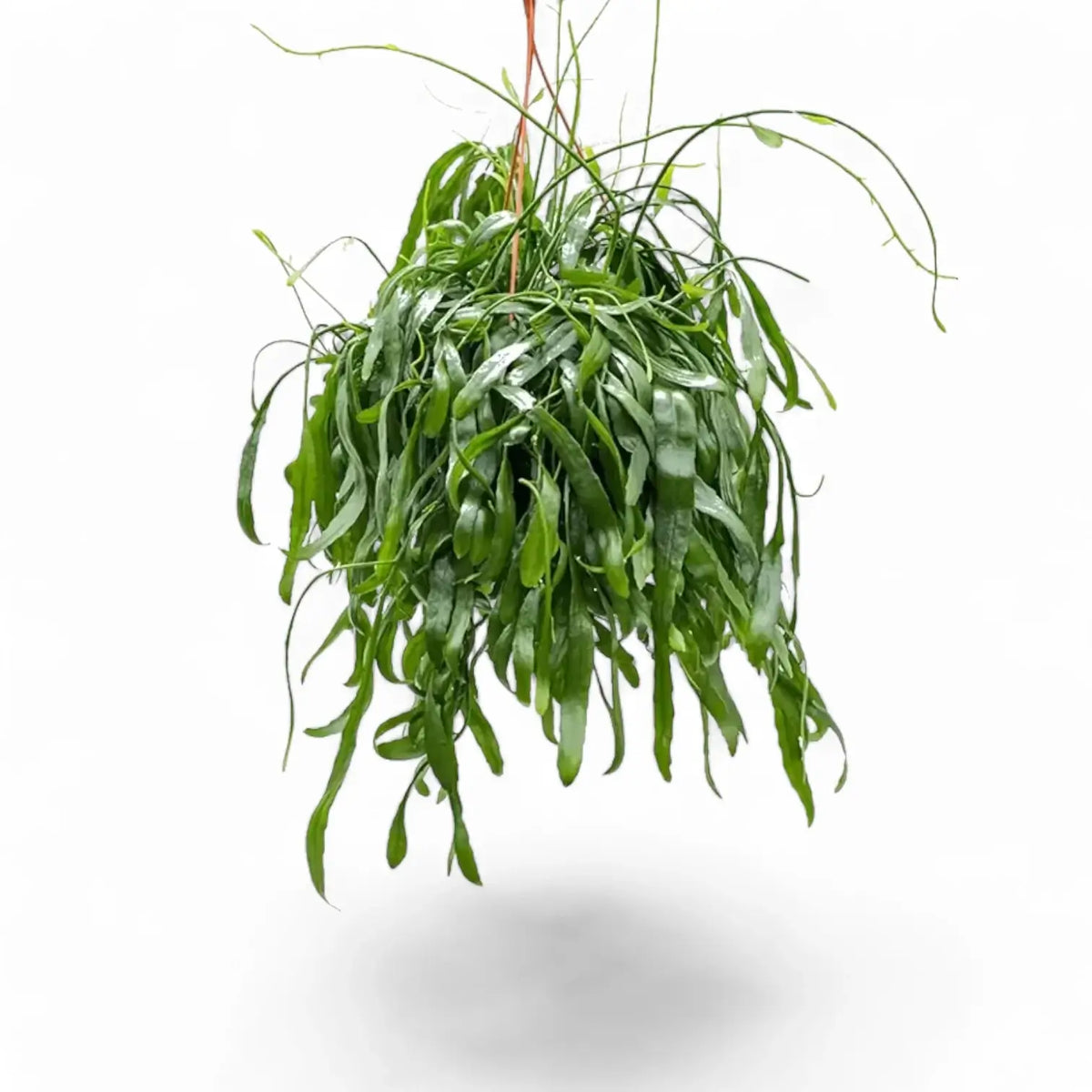 Pseudorhipsalis ramulosa subsp. ramulosa 'Red Coral' potted plant in nursery pot on white background.