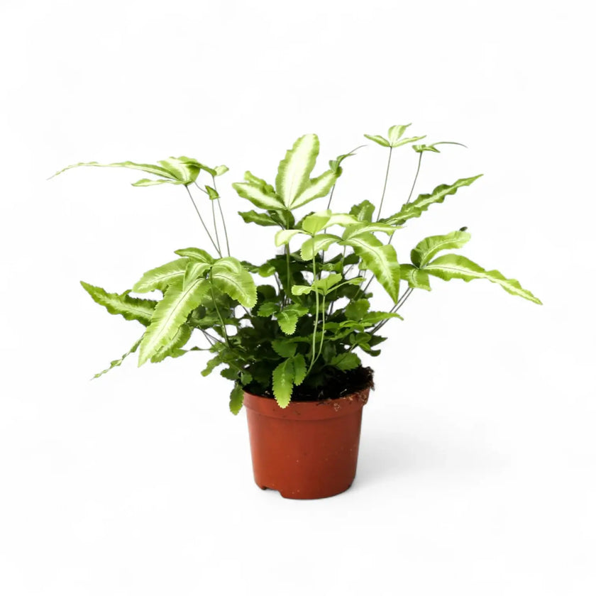 Pteris cretica 'Albolineata' potted plant in nursery pot on white background.