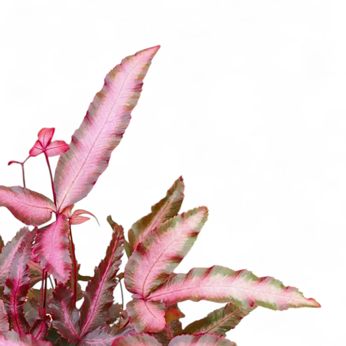 Nahaufnahme eines Wedels von Pteris cretica 'Albolineata' Pink vor weißem Hintergrund.