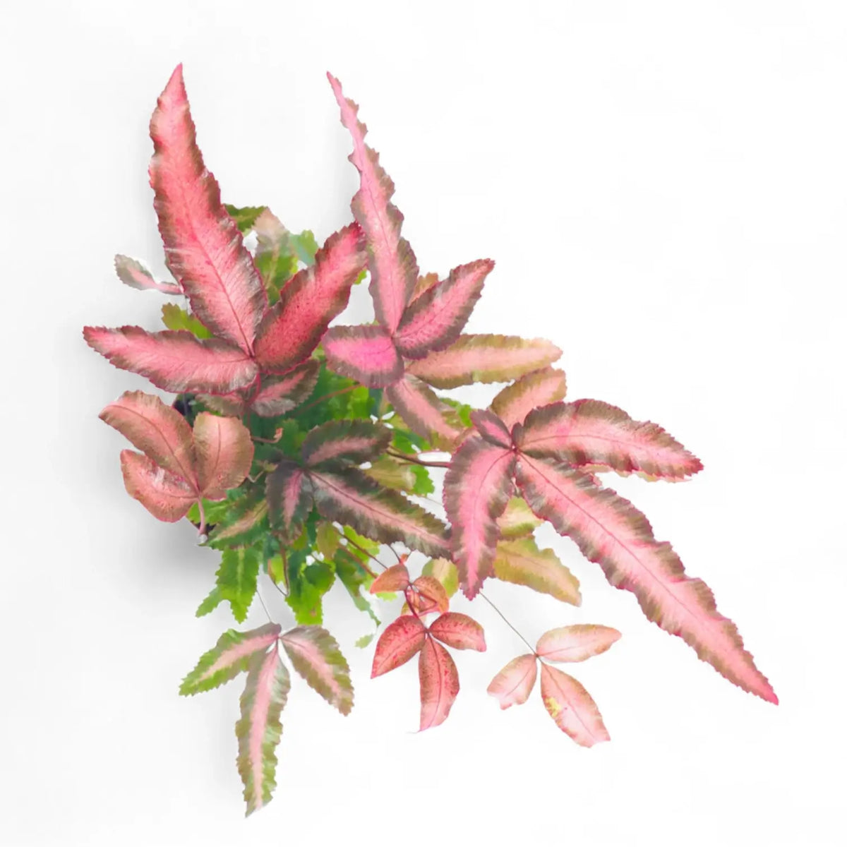 Pteris cretica 'Albolineata' Pink – Topfpflanze im Kulturtopf vor weißem Hintergrund, Produktfoto 3.