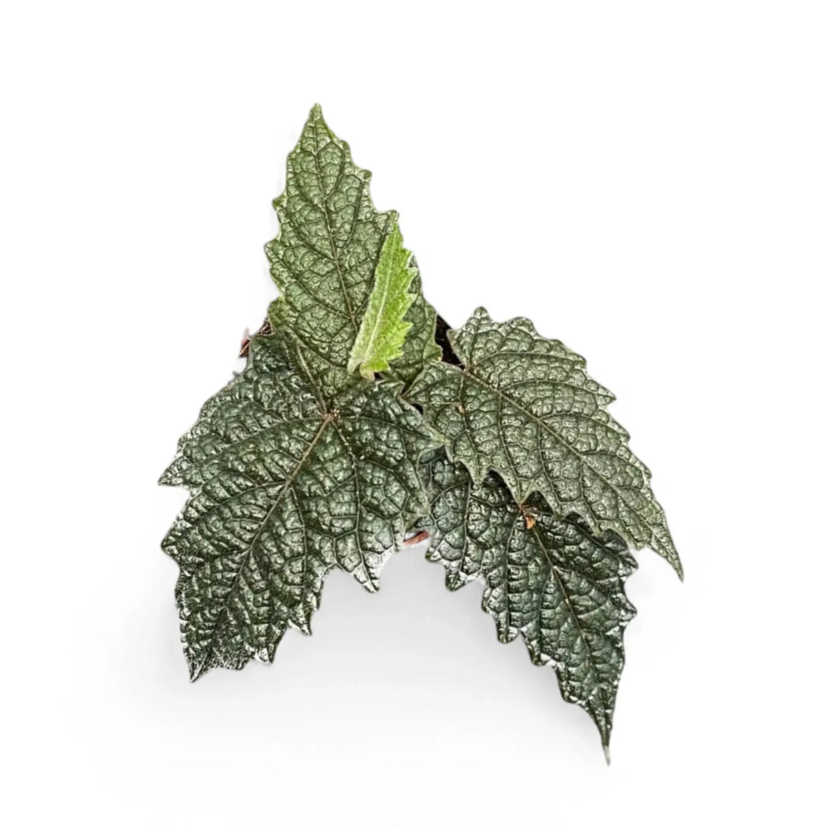 Pterisanthes sp. Papua potted plant in nursery pot on white background.