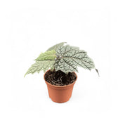Pterisanthes sp. Papua potted plant in nursery pot on white background.