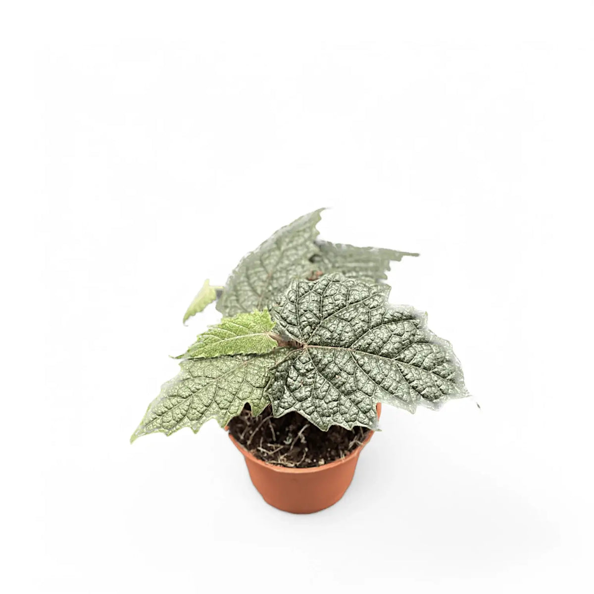 Pterisanthes sp. Papua potted plant in nursery pot on white background.