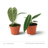 Pflanzenset Queen & King Anthurium mit zwei jungen Anthurien in Kulturtöpfen, von vorn