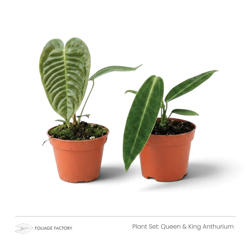 Pflanzenset Queen & King Anthurium mit zwei jungen Anthurien in Kulturtöpfen, von vorn