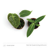 Pflanzenset Queen & King Anthurium mit zwei jungen Anthurien, von oben