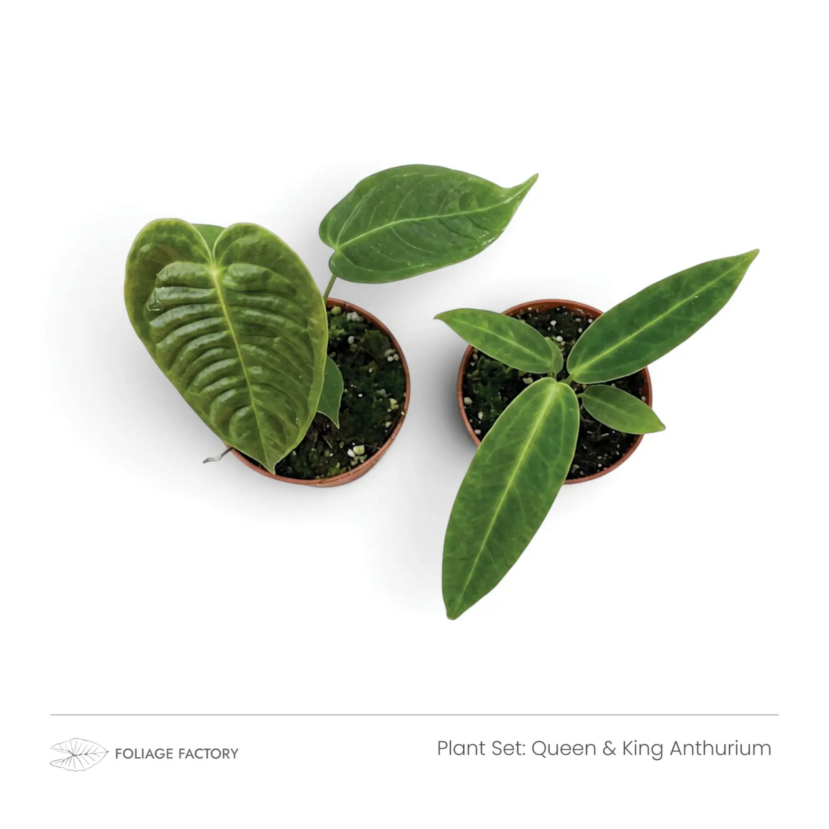 Pflanzenset Queen & King Anthurium mit zwei jungen Anthurien, von oben