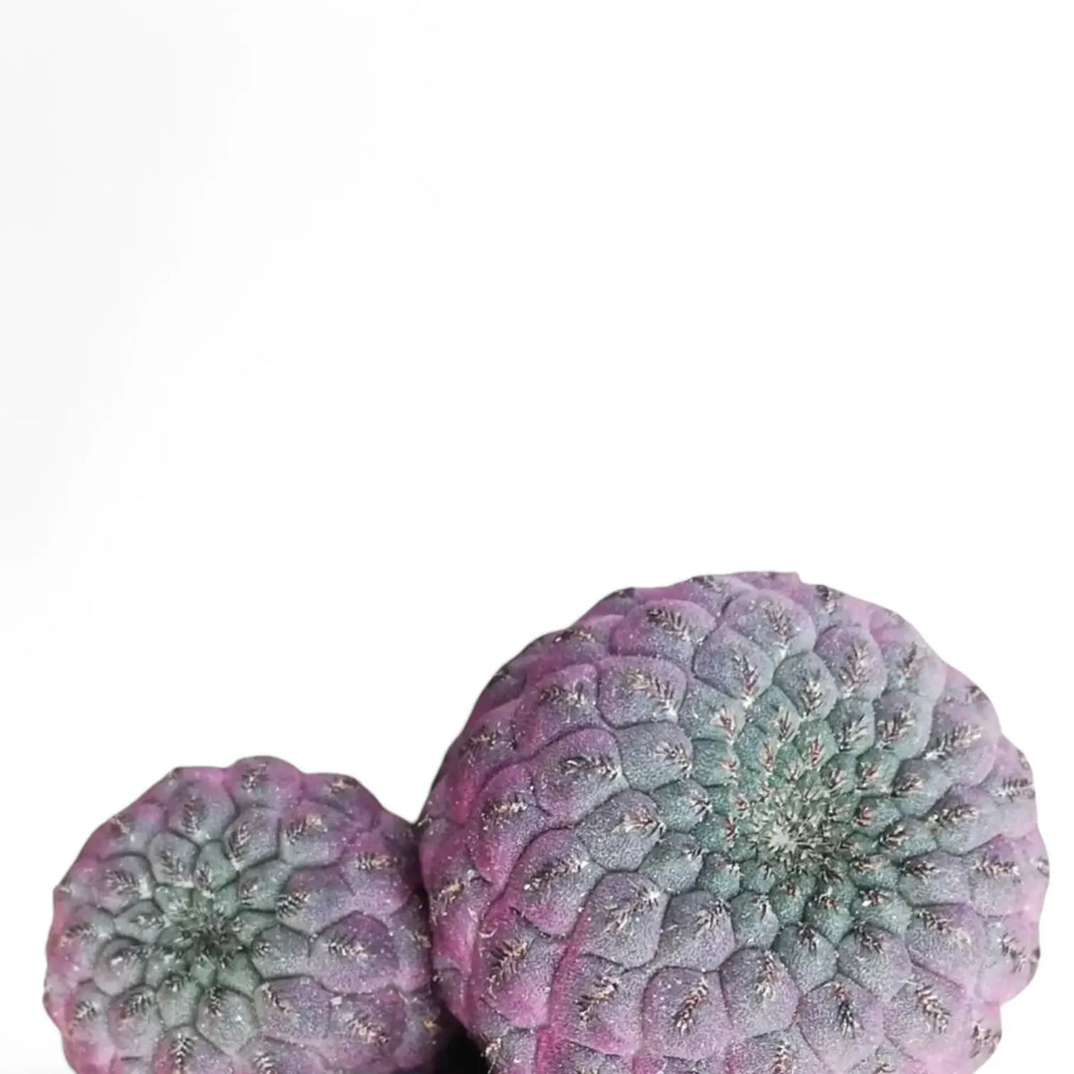 Rebutia canigueralii 'Violet' close-up of leaf on white background.