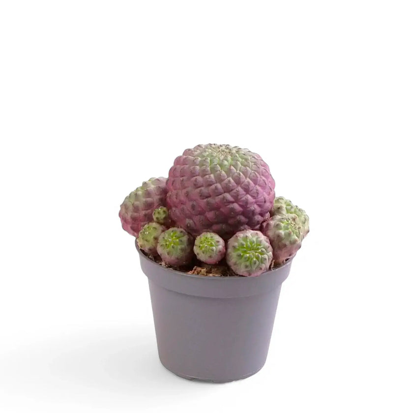 Rebutia canigueralii 'Violet' potted plant in nursery pot on white background.