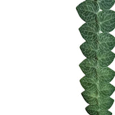 Rhaphidophora cryptantha – Blattdetail vor weißem Hintergrund..