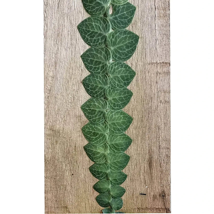 Rhaphidophora cryptantha Zimmerpflanze im Anzuchttopf vor weißem Hintergrund, Produktfoto 2.