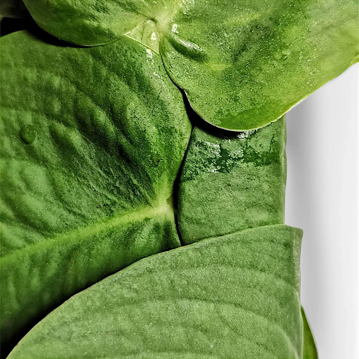 Rhaphidophora korthalsii – Blattdetail vor weißem Hintergrund..