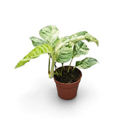 Rhaphidophora puberula variegata in a nursery pot