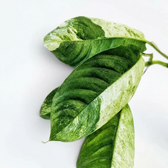 Rhaphidophora puberula variegata leaf close-up