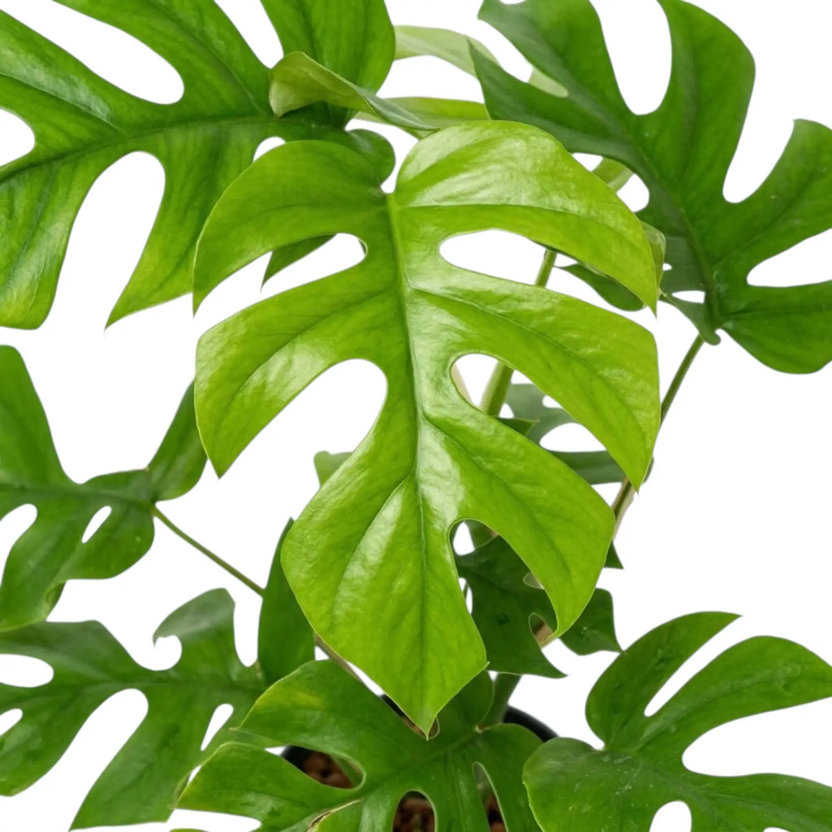 Nahaufnahme eines glänzenden hellgrünen Blattes von Rhaphidophora tetrasperma mit tiefen, abgerundeten Einschnitten.