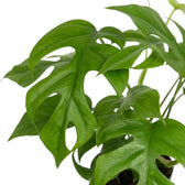 Nahaufnahme eines Blattes von Rhaphidophora tetrasperma mit tief eingeschnittenen Rändern und einer ovalen Öffnung innerhalb der Blattfläche.