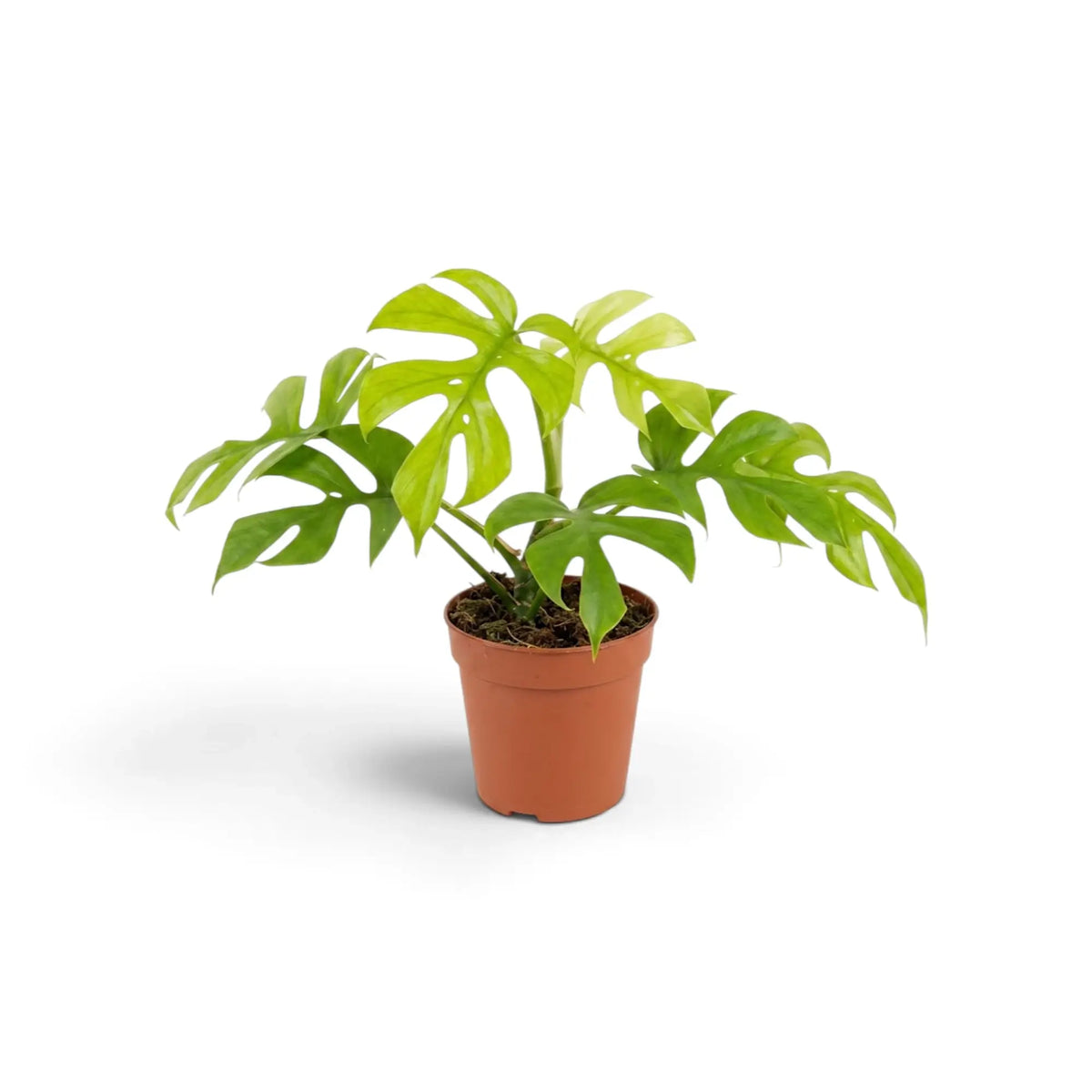 Rhaphidophora tetrasperma ‘Goldrush’ in a nursery pot, showing yellow, lime and green variegated leaves