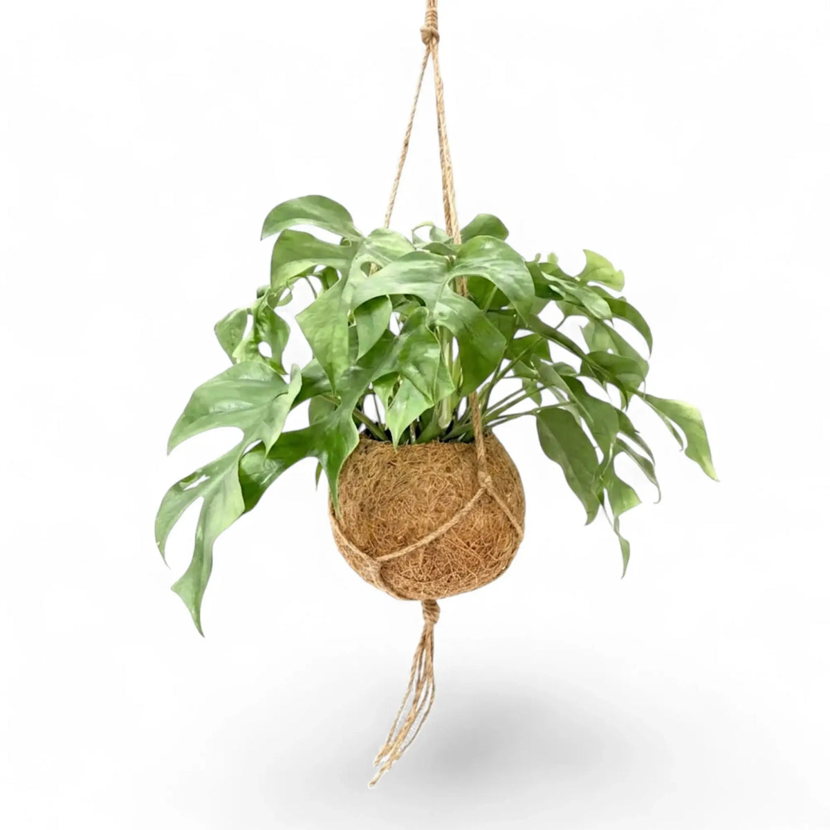 Front view of hanging Rhaphidophora tetrasperma with split leaves around a Kokodama planter.