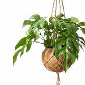 Close angled view of Rhaphidophora tetrasperma foliage and its Kokodama hanging planter.