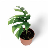 Rhaphidophora tetrasperma variegata 'Green on green' – Topfpflanze im Kulturtopf vor weißem Hintergrund, Produktfoto 2.