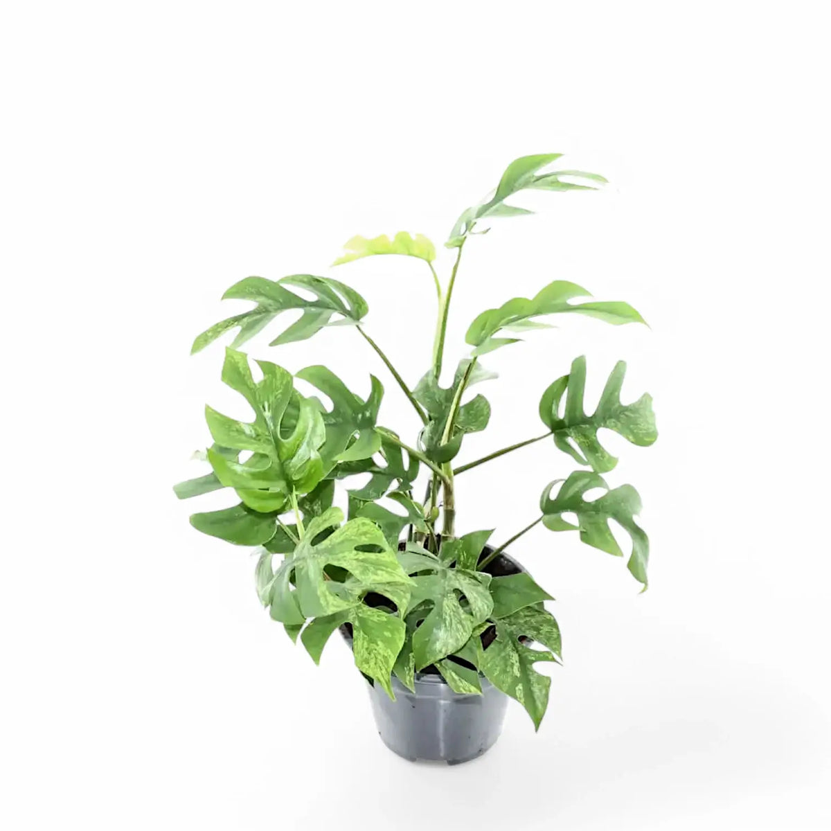Rhaphidophora tetrasperma variegata 'Mint' Zimmerpflanze im Anzuchttopf vor weißem Hintergrund, Produktfoto 3.