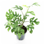 Rhaphidophora tetrasperma variegata 'Mint' Zimmerpflanze im Anzuchttopf vor weißem Hintergrund, Produktfoto 4.